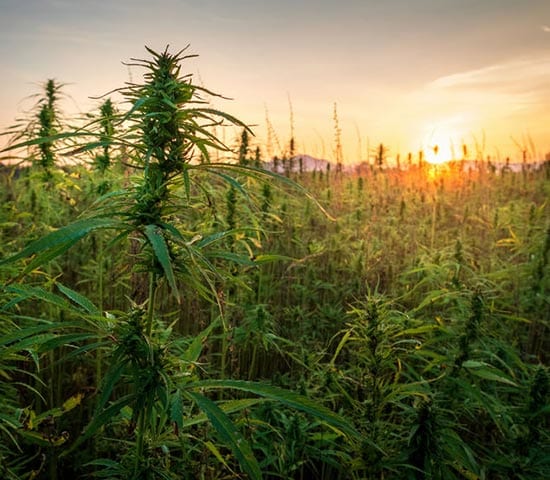 Cbd-carden