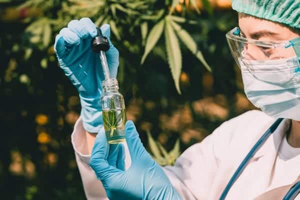 Producción de CBD