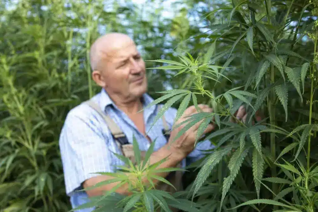Agronomist checking quality cannabis hemp leaves field 1024x683 1