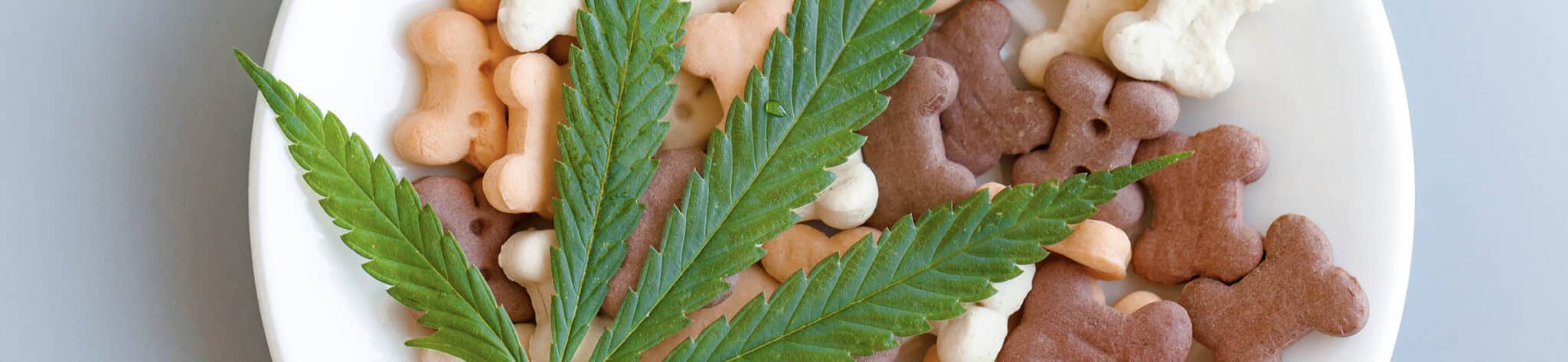 CBD para animales | Producción de CBD