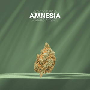 CBD Amnesia